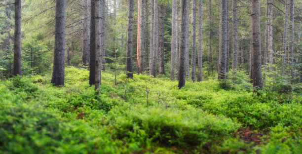 夏日森林的全景。森林里有新鲜的植物。自然背景。雨后的森林。壁纸的图片。图片下载