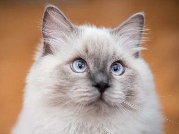 布偶猫小猫图片下载