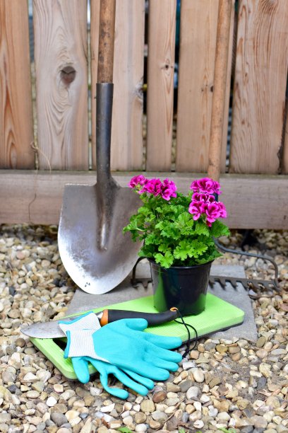 园艺工具，包括铲子和耙子以及盆栽的一年生天竺葵，准备在春天的花园种植夏天的花图片下载