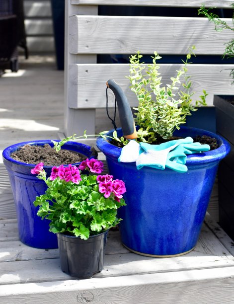园艺工具，包括铲子和耙子以及盆栽的一年生天竺葵，准备在春天的花园种植夏天的花图片下载