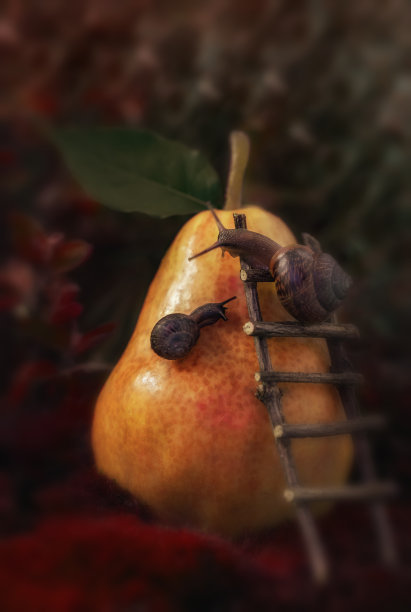 蜗牛上有梨子水果。图片下载