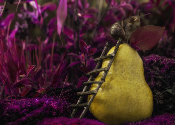 蜗牛在一个梨子水果。图片下载