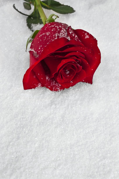 雪上的玫瑰花图片下载