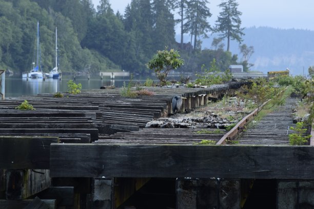 大蓝鹭栖息在废弃的铁路栈桥上图片下载