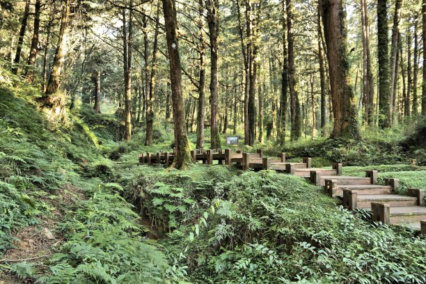 阿里山森林,台湾图片下载