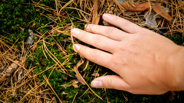 女性手的特写照片躺在绿色苔藓和松树针在森林。32、生态、环保、与自然和谐的理念图片下载