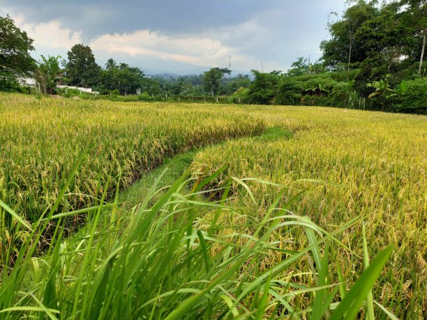 稻田图片下载