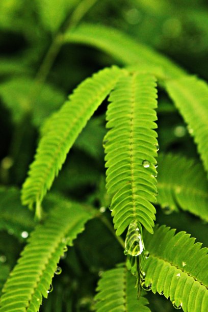 在苗圃中生长的热带森林树苗图片下载