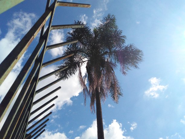 树木和蓝天给城市带来了活力图片下载