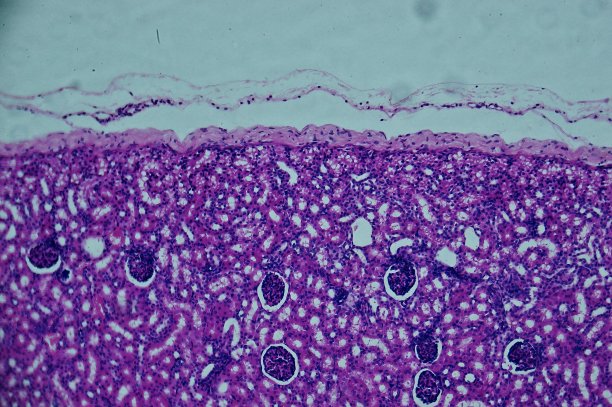 血管注射大鼠肾镜下观察图片下载