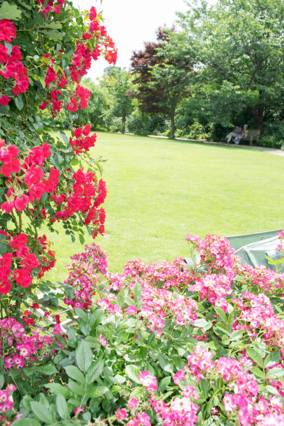 粉红色和红色的玫瑰在花园里盛开图片下载