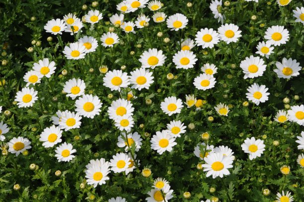 白色和黄色的雏菊花图片下载