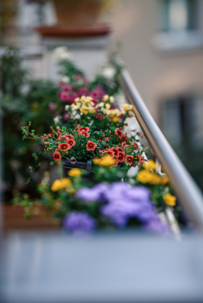 美丽的特写花的一个生长和爬上阳台在阳光下的豌豆。一个家庭园丁自制的。图片下载