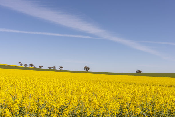 油菜籽田有美丽的油菜籽云图片下载