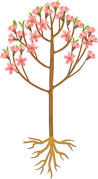 卡通开花桃树与粉红色的花和根系孤立在白色的背景图片下载