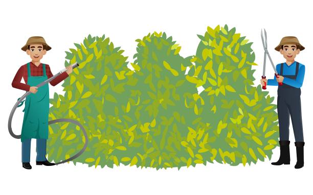 一组不同姿势的园丁图片下载