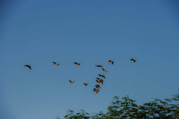 鹅迁移图片下载