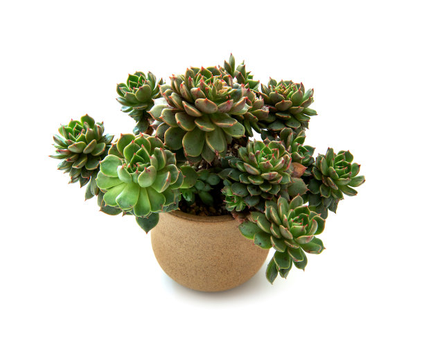 肉质植物在花盆中孤立在白色的背景上图片下载