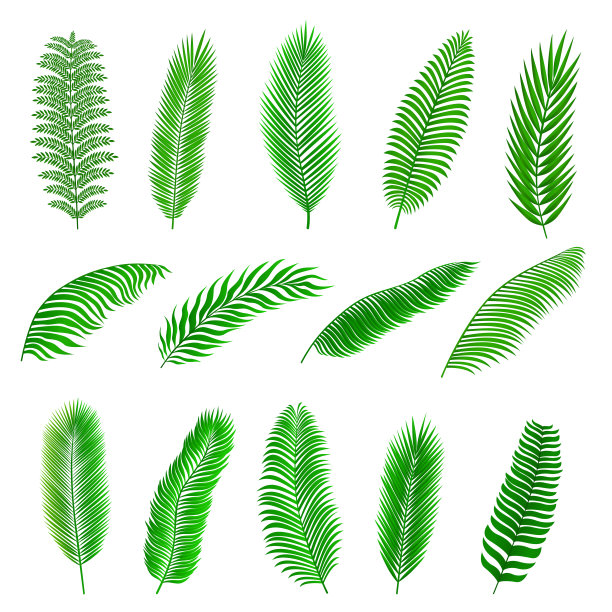 收集矢量绿色热带棕榈叶。图片下载