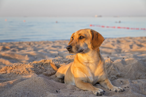 在波兰度假-狗海滩图片下载