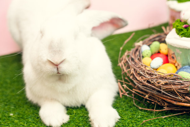 一只美丽的毛茸茸的白色大兔子躺在绿色的草地上，旁边是复活节蛋糕和彩绘彩蛋。复活节假期的概念。假期的明信片图片下载
