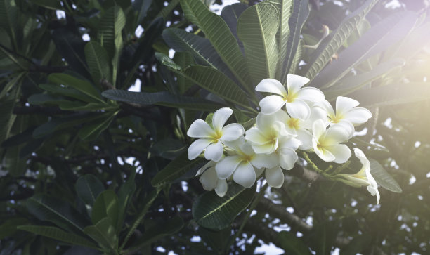 鸡蛋花花图片下载