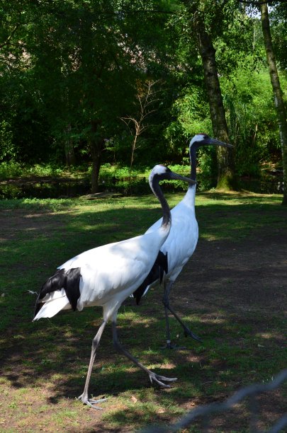 法兰克福动物园的白枕鹤(Grus vipio)图片下载