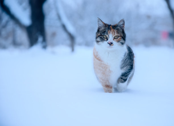 雪地上的猫图片下载
