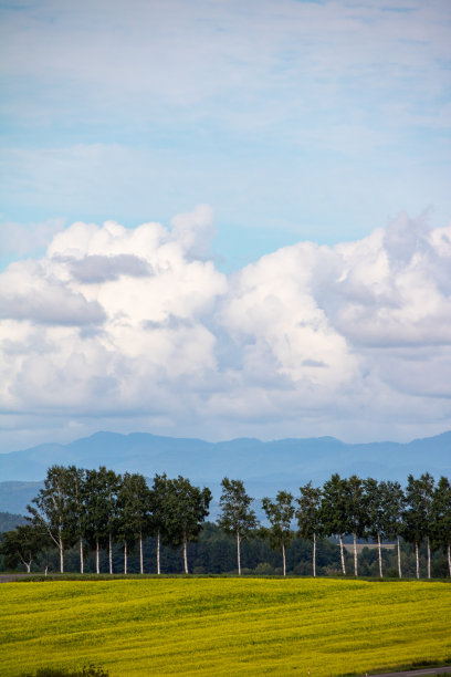 盛开的油菜花田和一排排的桦树图片下载