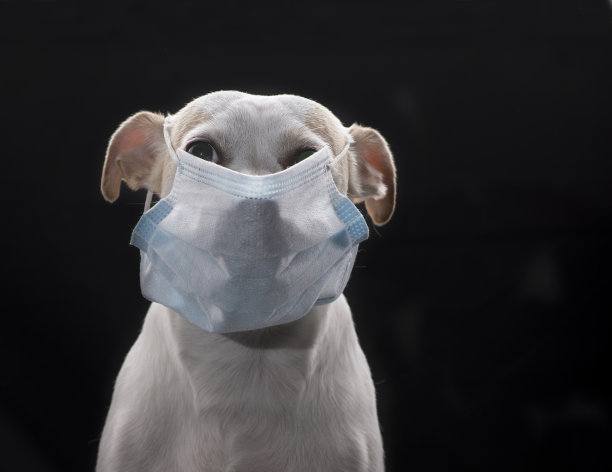 搞笑狗狗照片拍摄图片下载