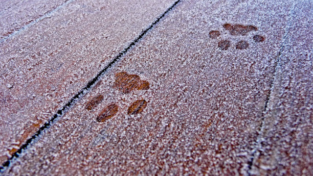 霜中有猫爪印图片下载