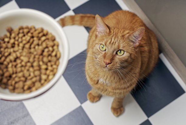可爱的姜黄色猫咪看着满满的食物碗图片下载