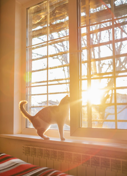 美丽的日落时分，窗台上的猫图片下载