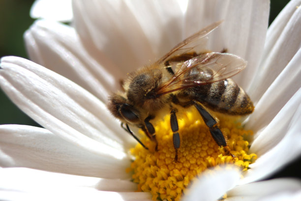 蜜蜂收集图片下载