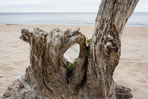 城市Carnikava,拉脱维亚。海上的木片。旅行的照片。图片下载