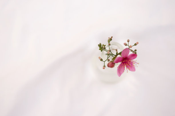 白色背景上的玻璃花瓶上盛开着粉红色的野花图片下载