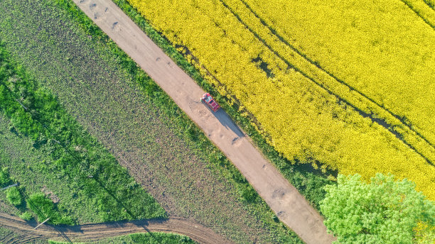 无人机俯瞰油菜籽黄色田野上的家庭汽车，家庭乡村旅行的概念图片下载