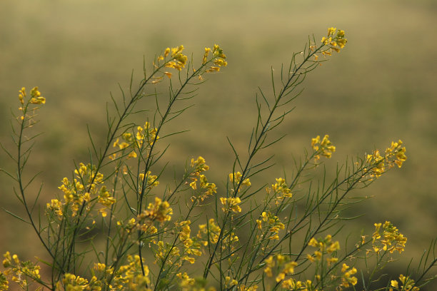 芥菜植物黄色的花。芥菜籽可用作香料图片下载