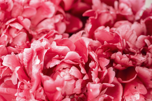 夏日朵朵娇嫩的牡丹花瓣，粉红色盛开的牡丹花背景喜庆，花卡亮丽柔软。有选择性的重点。图片下载