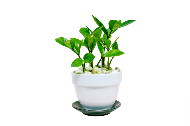 花盆绿色图片下载