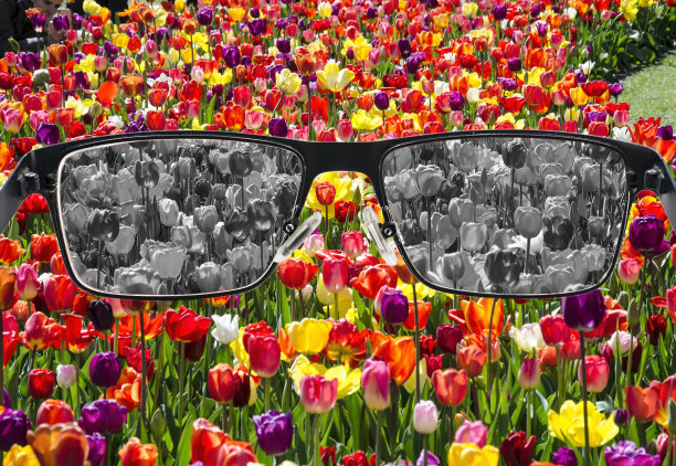 透过玻璃漂白郁金香田。色盲图片下载