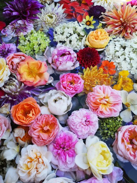 近距离的充满活力的花卉展示图片下载