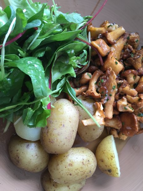 德国有不同种类的蘑菇图片下载