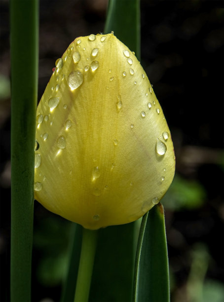 雨后的黄色郁金香图片下载