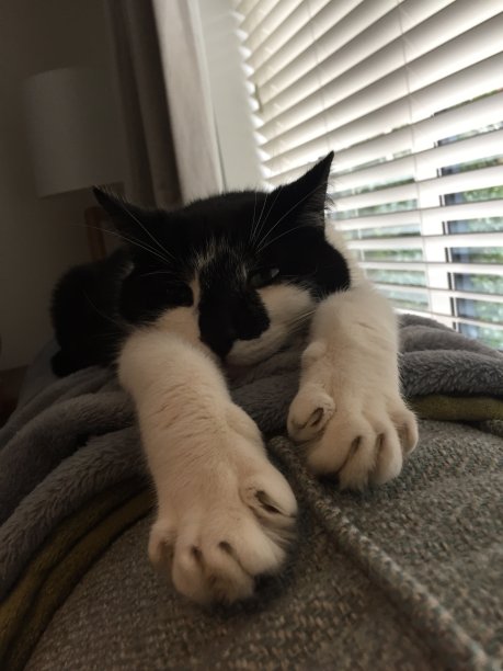 猫的爪子图片下载