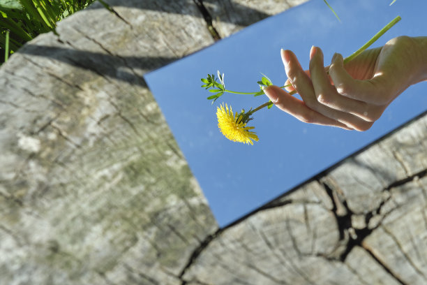 抽象。女人的手在镜子里拿着一朵花。背景是一个木材纹理。自然,特写。照片为屏幕保护程序图片下载