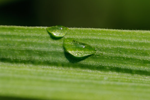 水滴在宏图片下载