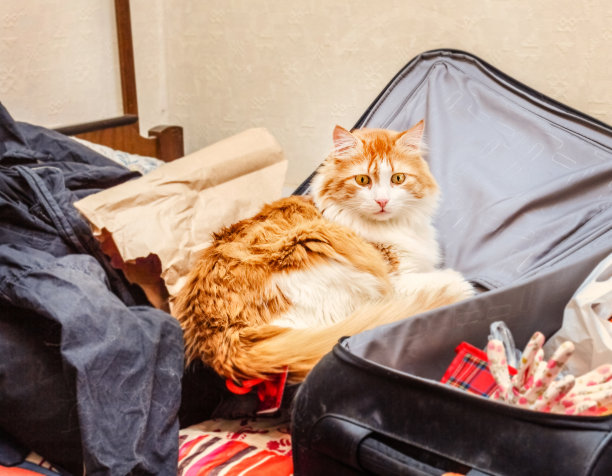 漂亮的成年红猫手提箱图片下载