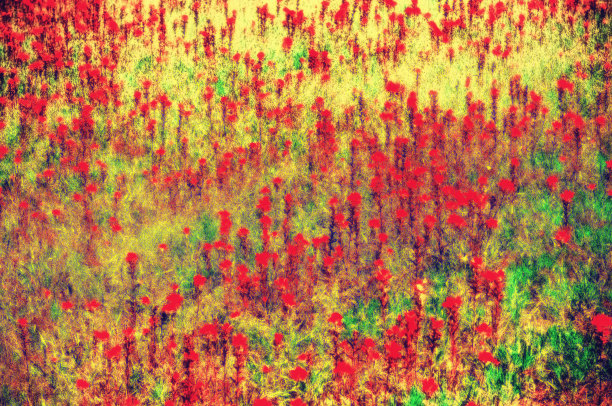 德克萨斯州的野花图片下载