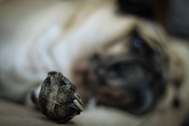 懒惰的哈巴狗图片下载